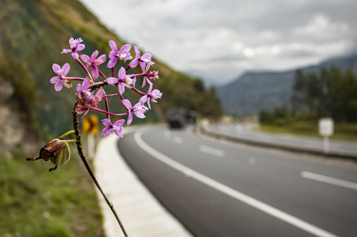 DESCUBIERTAS DOS NUEVAS ESPECIES DE ORQUÍDEAS EN EL PROYECTO VIAL RUMICHACA – PASTO EN NARIÑO